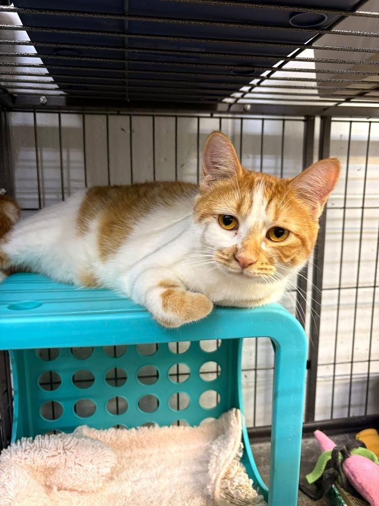 Enlarge Sea Salt, a Adoptable mixed breed in Mishawaka, IN image 4/6