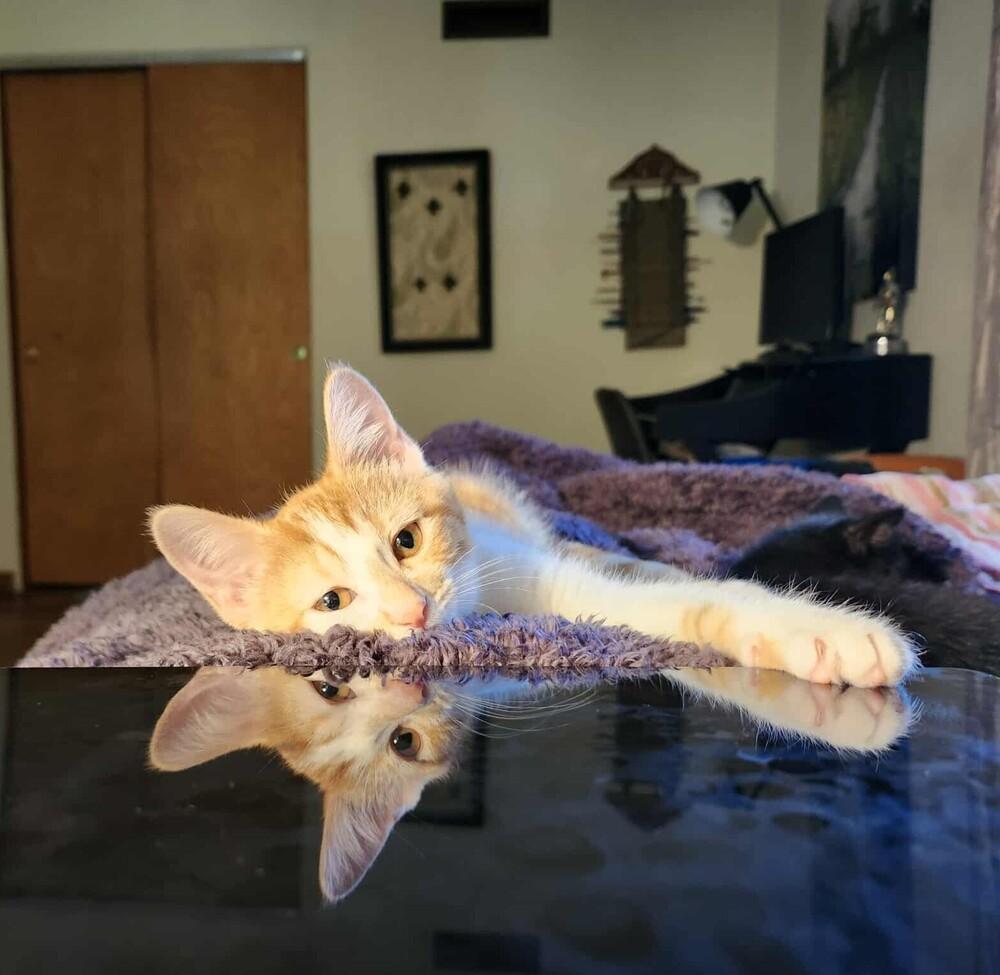 Enlarge Sea Salt, a Adoptable mixed breed in Mishawaka, IN image 4/5