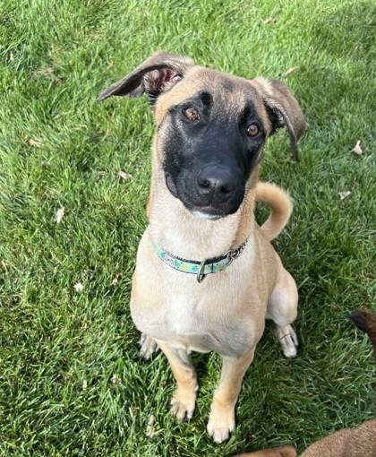 Lexus, Adoptable, Young Female Belgian Shepherd / Malinois & Mixed Breed.