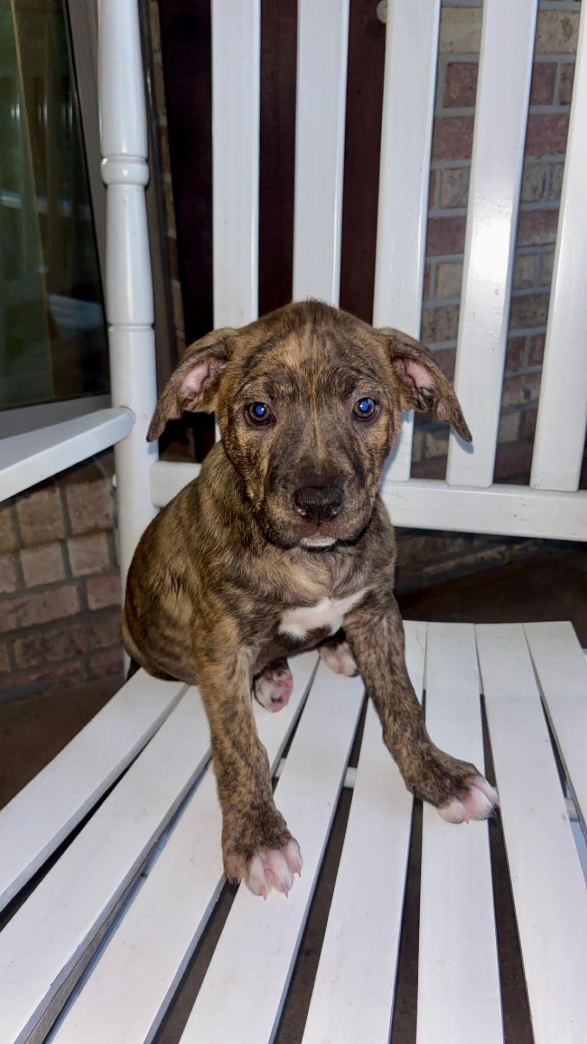 Enlarge Mia B, an adopted mixed breed in Mobile, AL image 1/1