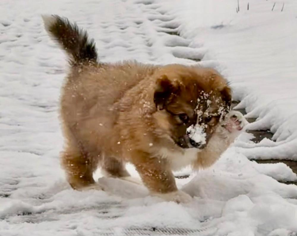 Enlarge Betty Haynes, a Adoptable mixed breed in Troy, VA image 1/6