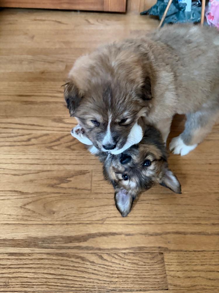 Enlarge Betty Haynes, a Adoptable mixed breed in Troy, VA image 2/6