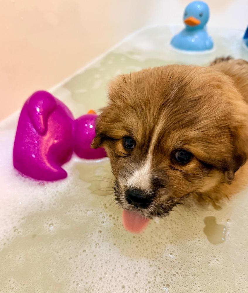 Enlarge Betty Haynes, a Adoptable mixed breed in Troy, VA image 3/6