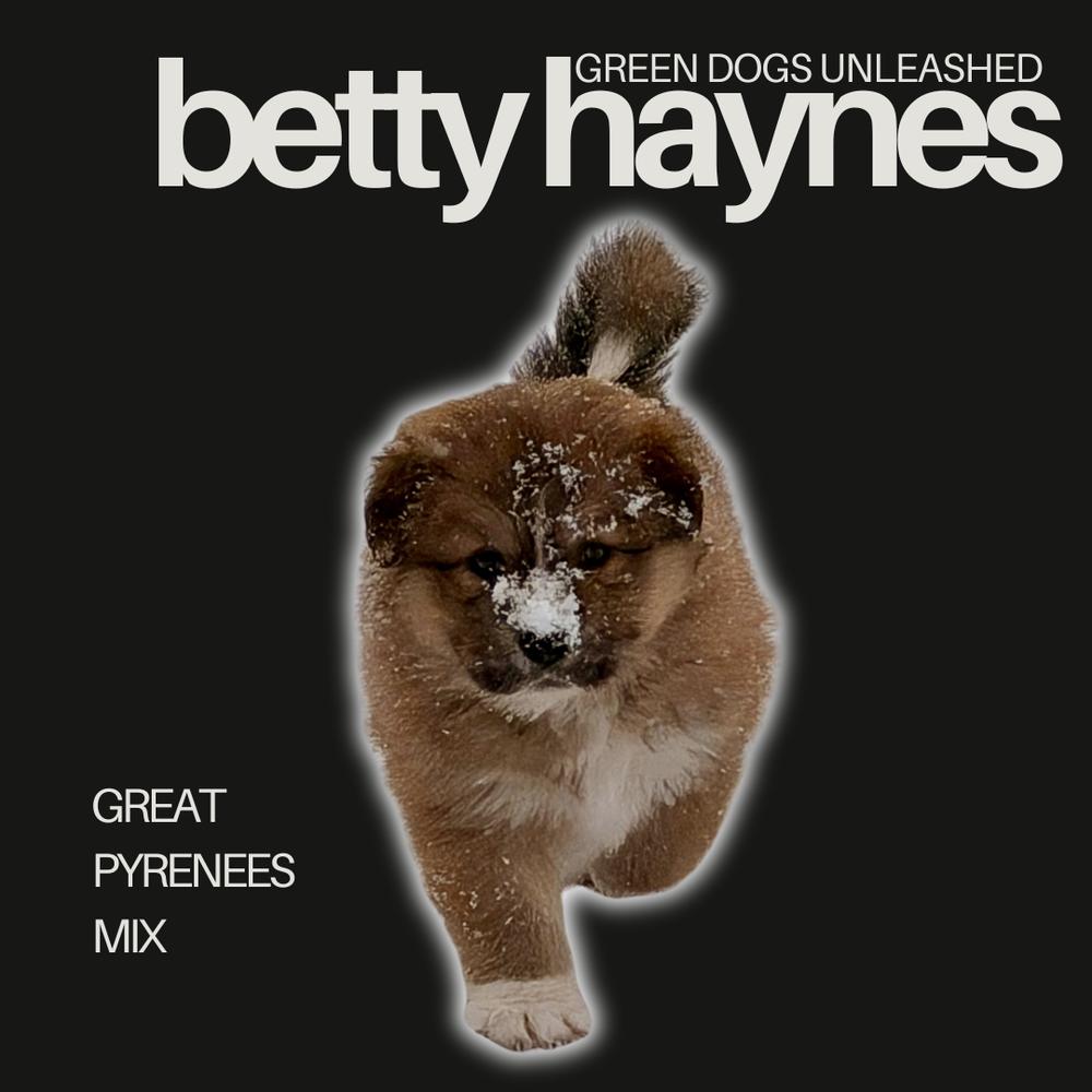 Enlarge Betty Haynes, a Adoptable mixed breed in Troy, VA image 4/6