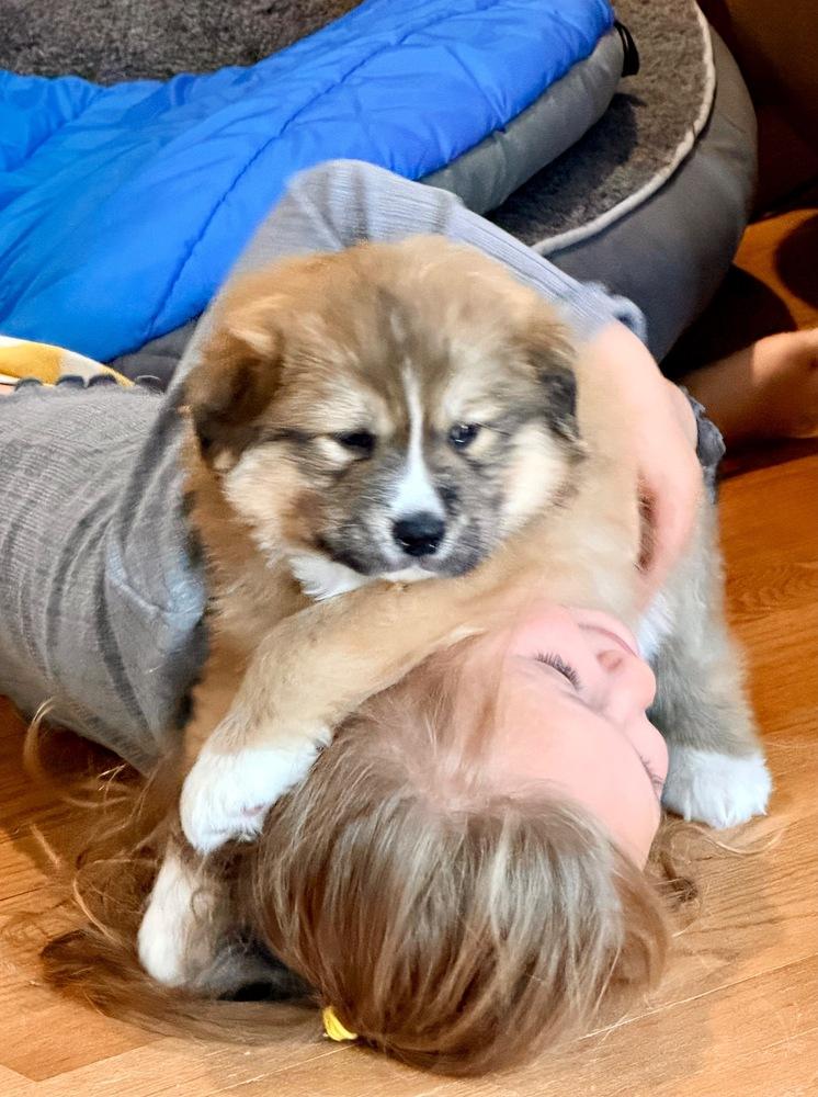 Enlarge Betty Haynes, a Adoptable mixed breed in Troy, VA image 5/6