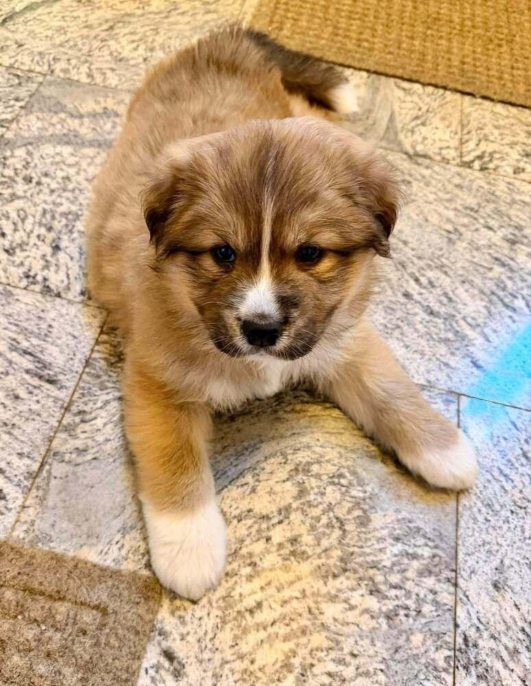 Betty Haynes, Adoptable, Puppy Female Great Pyrenees.