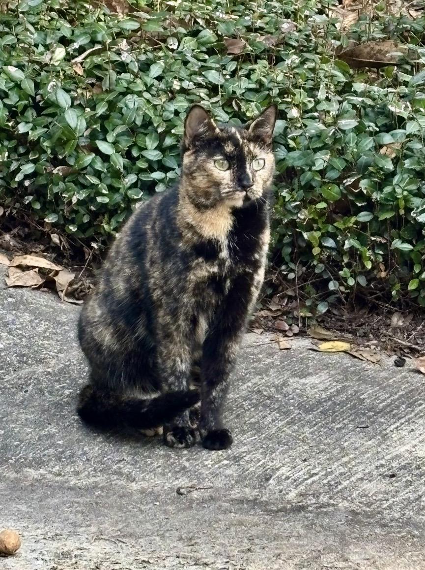 Enlarge Whisper, a Adoptable American Shorthair in Ocala, FL image 2/2