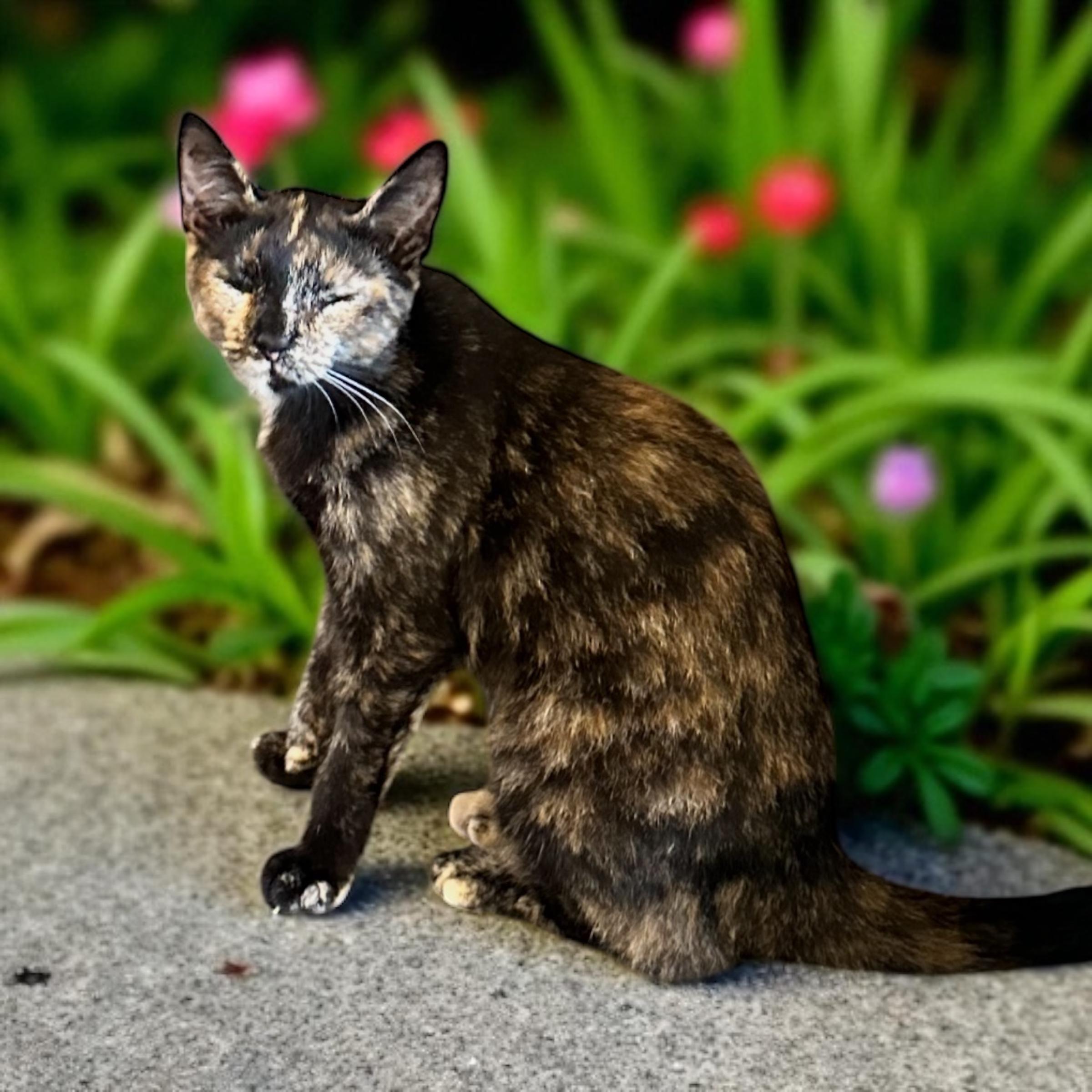 Enlarge Whisper, a Adoptable American Shorthair in Ocala, FL image 1/1