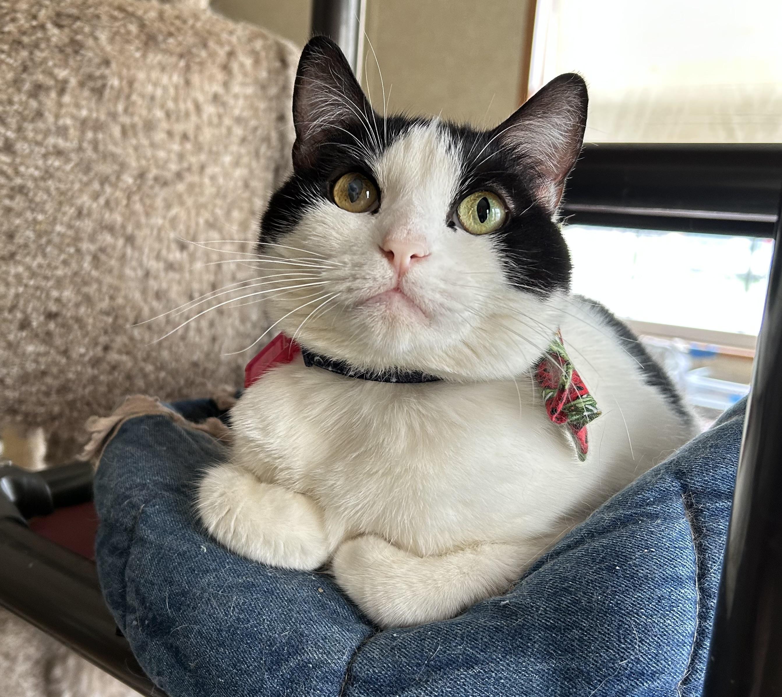 Suzie Belle, Adoptable, Adult Female Domestic Short Hair.