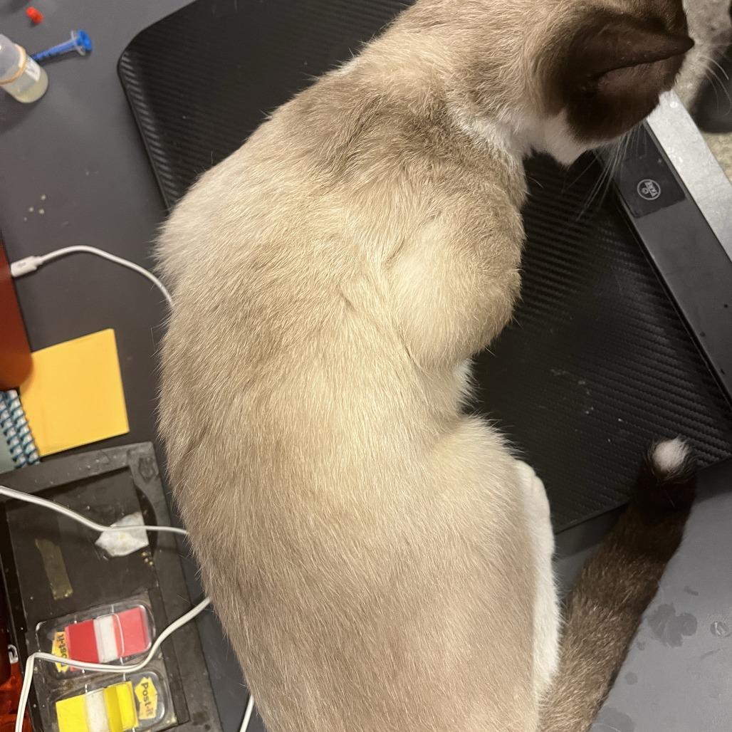 Enlarge Gatsby, a Adopted Domestic Short Hair in Cedar Rapids, IA image 2/3