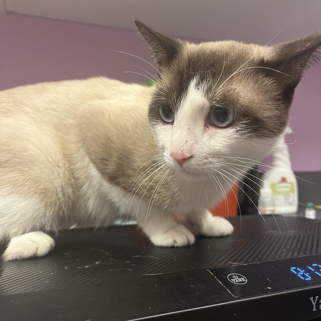 Enlarge Gatsby, a Adopted Domestic Short Hair in Cedar Rapids, IA image 3/3