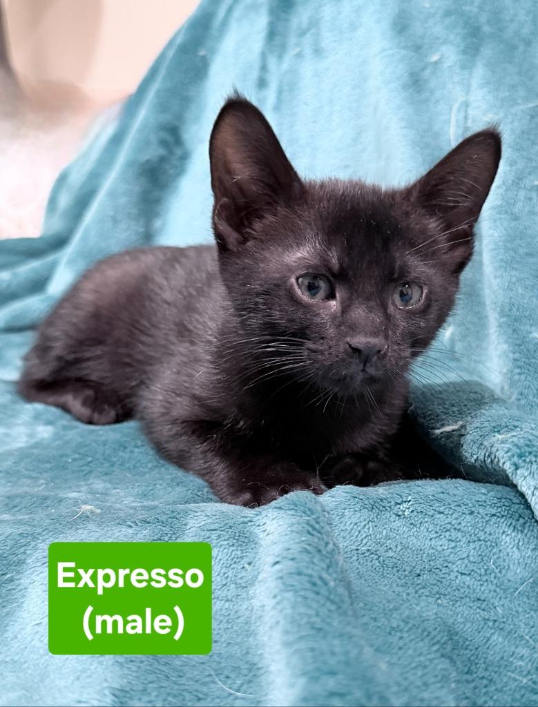 Enlarge Expresso, a Adoptable mixed breed in Manchester, TN image 1/1