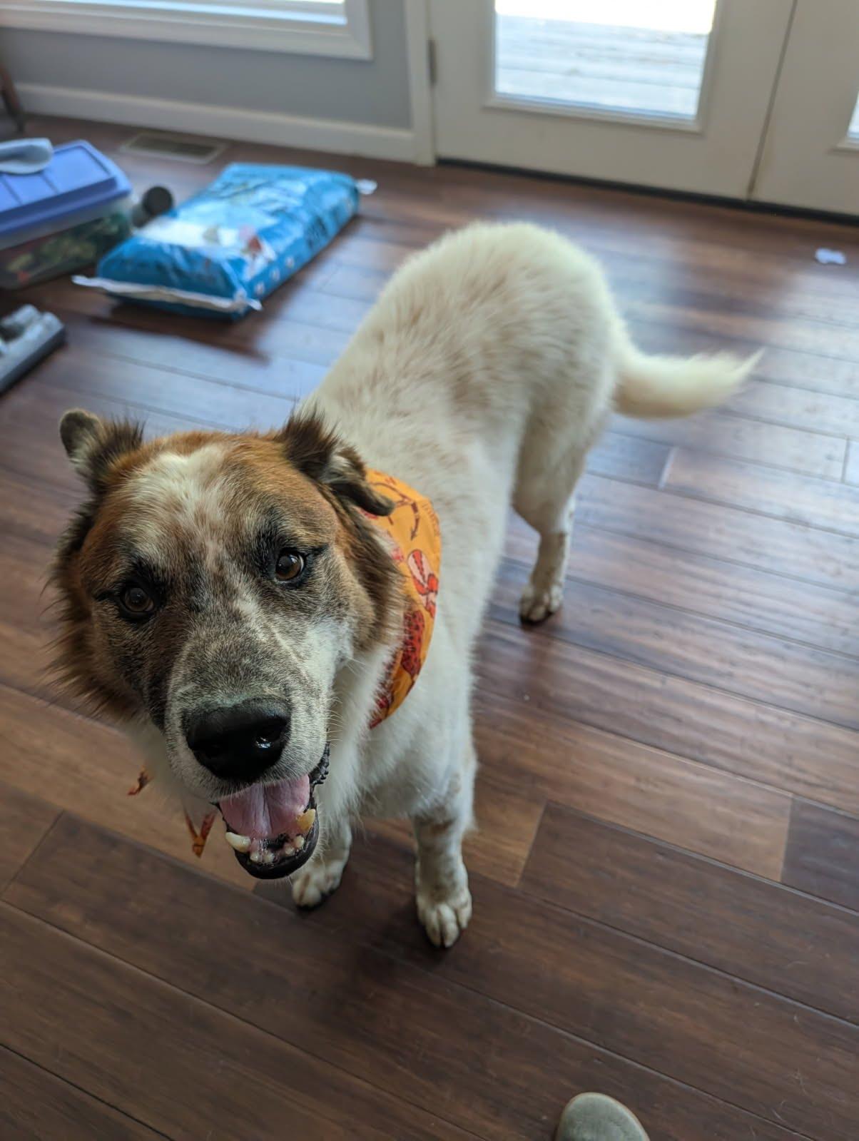 Rusty, a Adoptable mixed breed in Knoxville, TN image 2/3