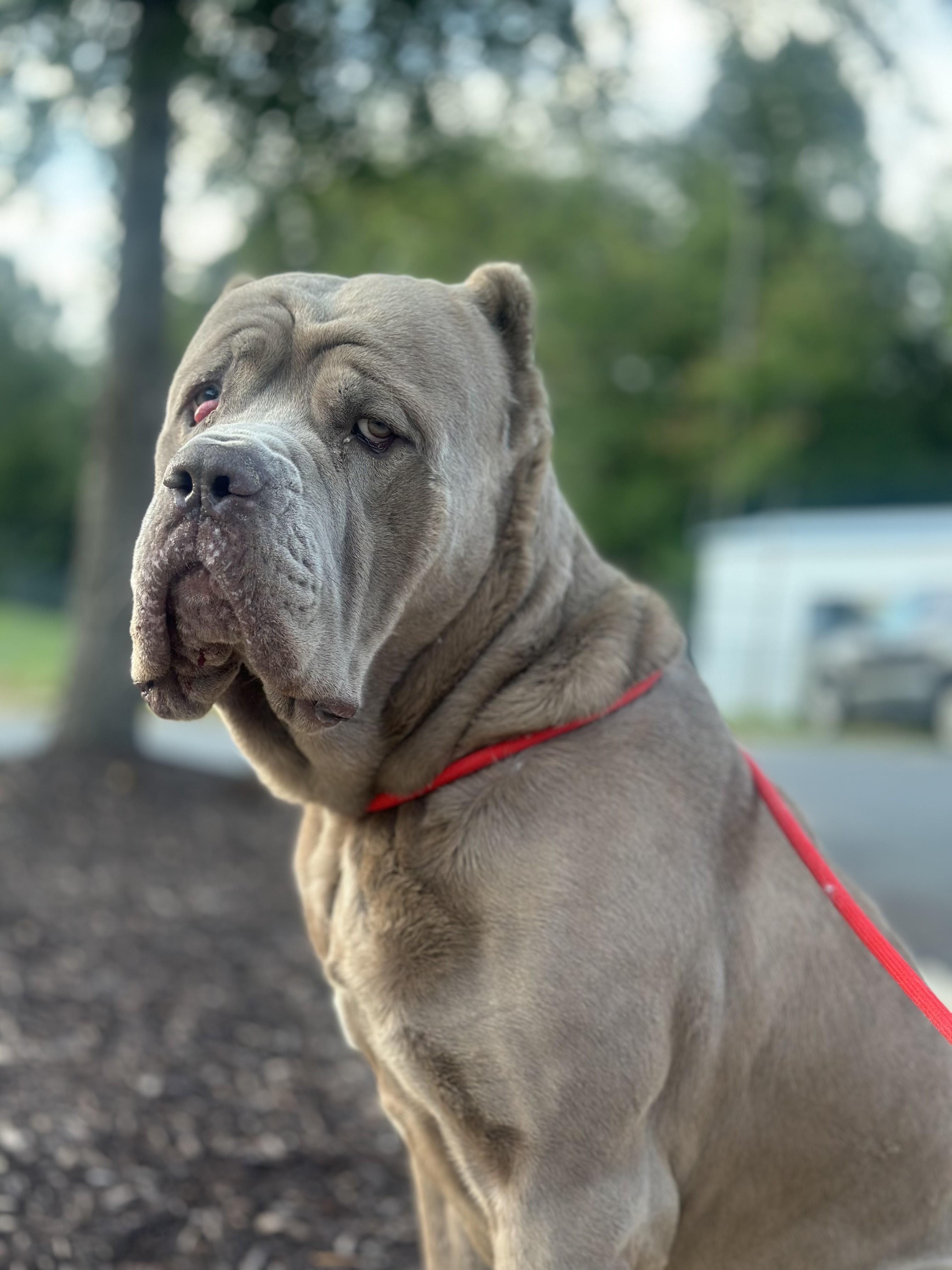 Enlarge Loki, a ADOPTABLE Mastiff in Stafford, VA image 2/2
