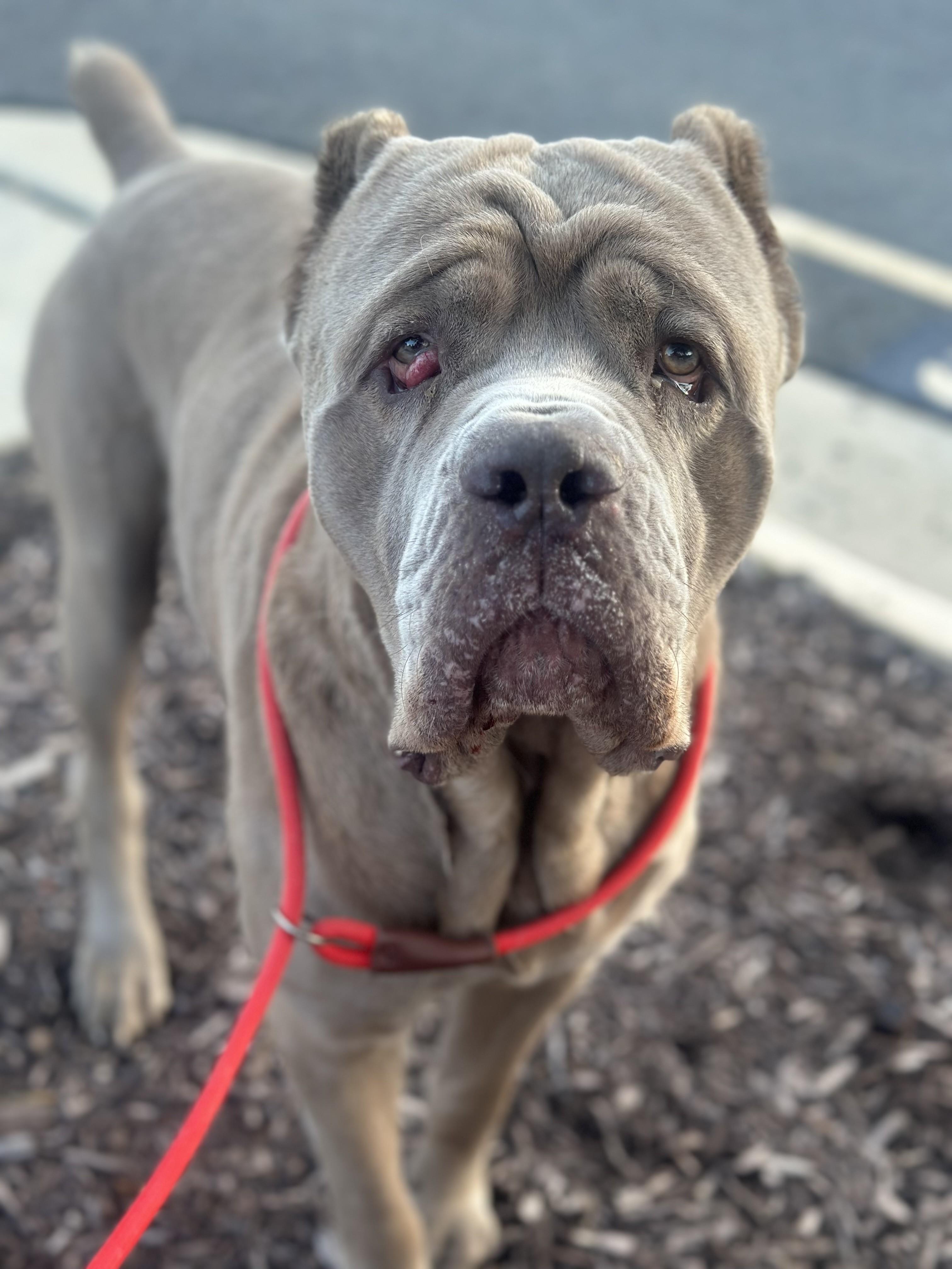 Loki, ADOPTABLE, Senior Male Mastiff.