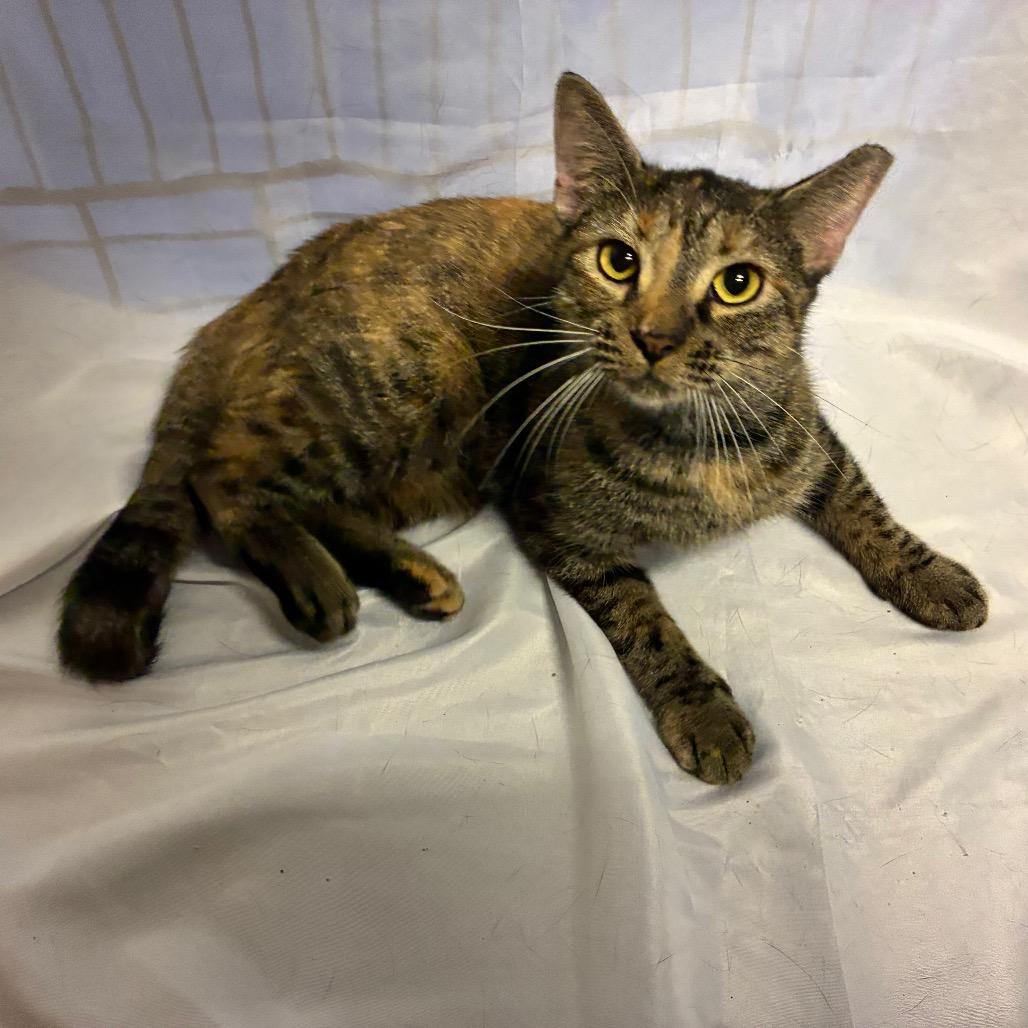 Elana, Adoptable, Adult Female Domestic Short Hair.