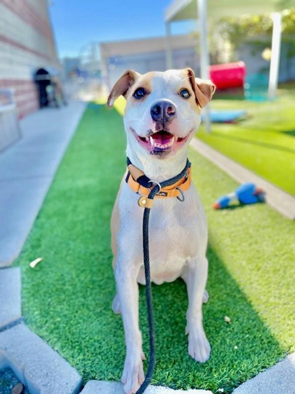 Loki, a Adoptable mixed breed in Salt Lake City, UT image 2/6