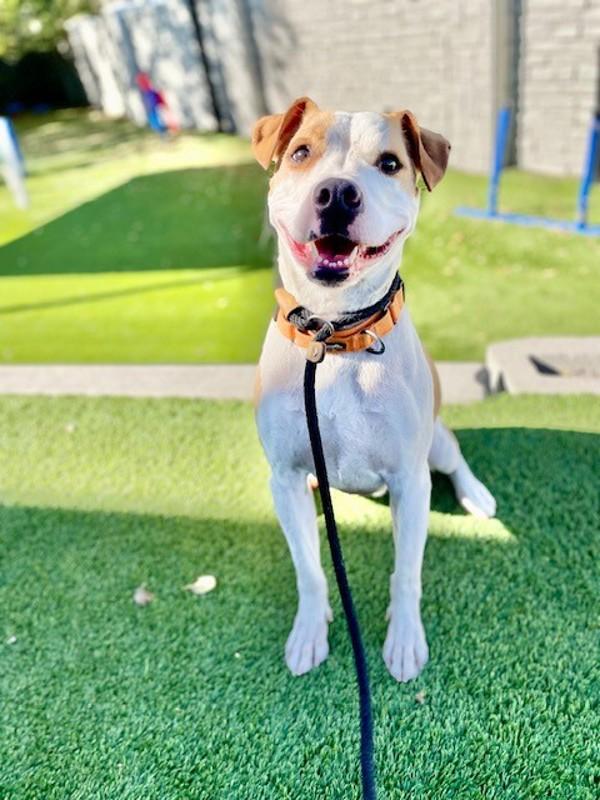 Loki, a Adoptable mixed breed in Salt Lake City, UT image 3/6