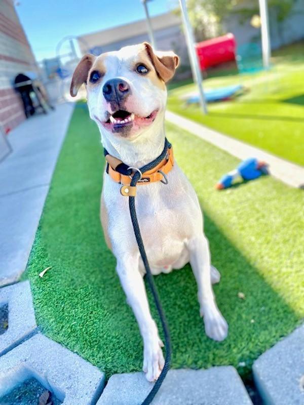 Loki, a Adoptable mixed breed in Salt Lake City, UT image 4/6