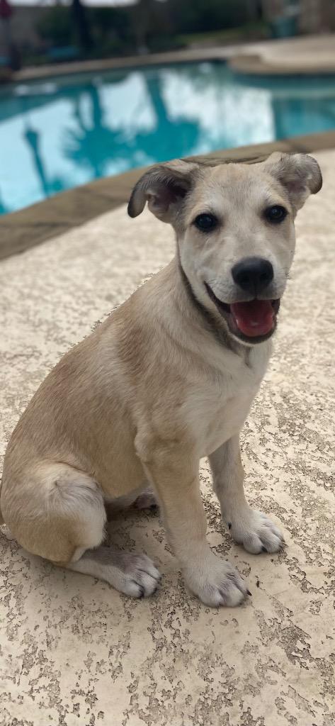 Enlarge Kenai, a Adoptable mixed breed in Alvin, TX image 2/6