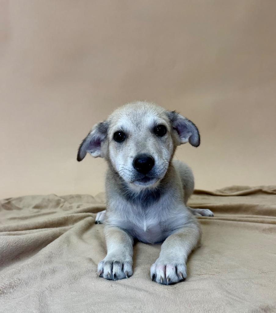Enlarge Kenai, a Adoptable mixed breed in Alvin, TX image 4/6