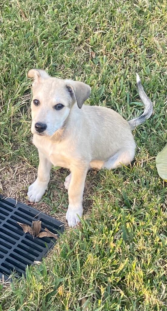 Enlarge Kenai, a Adoptable mixed breed in Alvin, TX image 6/6