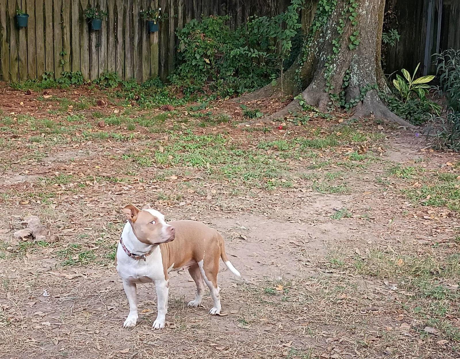 Enlarge Bullet - Sun Baking Sweet Boy, a Adoptable Pit Bull Terrier in Oakhurst, NJ image 1/2