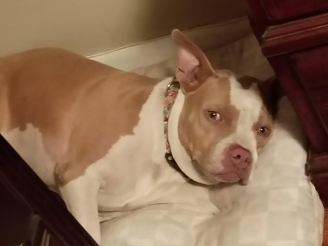 Enlarge Bullet - Sun Baking Sweet Boy, a Adoptable Pit Bull Terrier in Oakhurst, NJ image 2/2