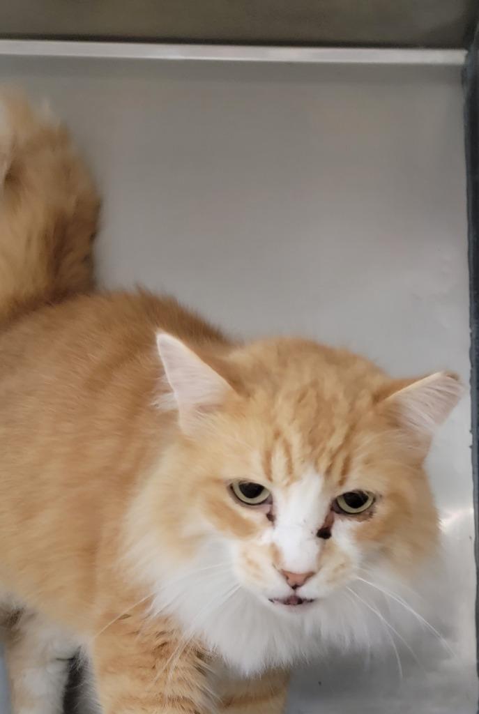 Chance, Adoptable, Adult Male Domestic Long Hair.