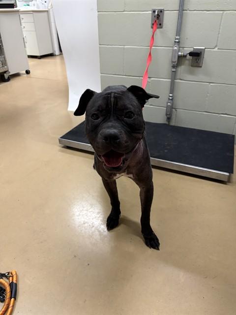DAHLIA ROSE, Adoptable, Adult Female Pit Bull Terrier & Mixed Breed.