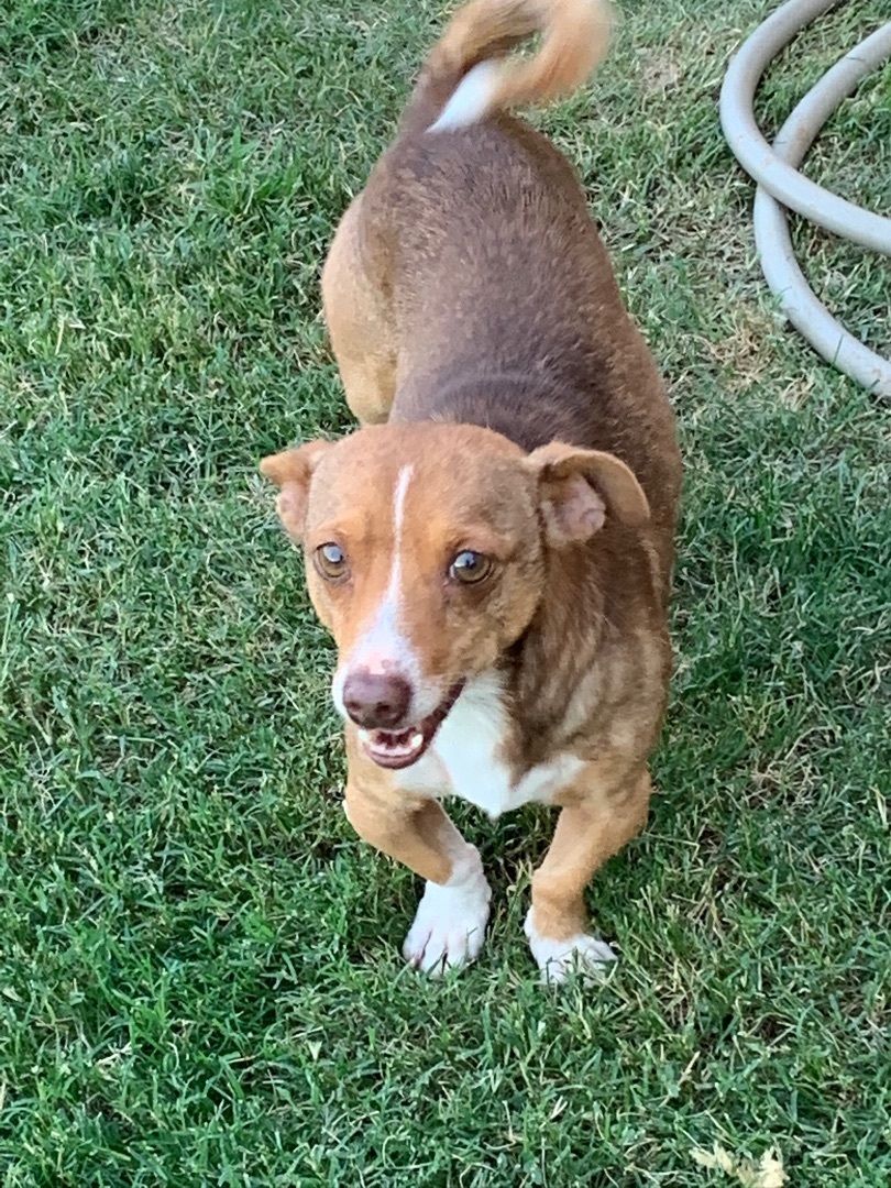 Jimmy, a Adoptable mixed breed in Snyder, TX image 1/2
