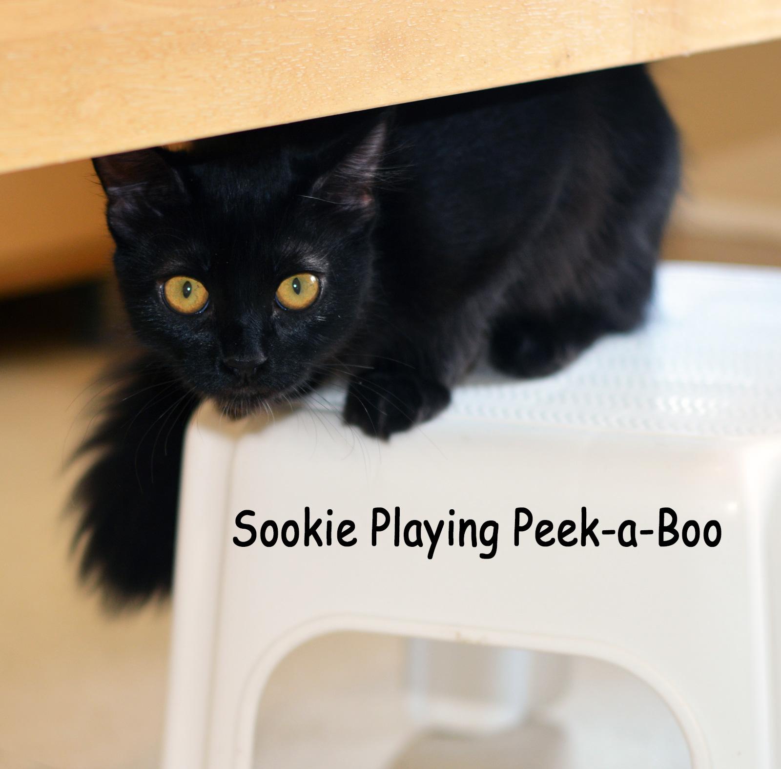SOOKIE