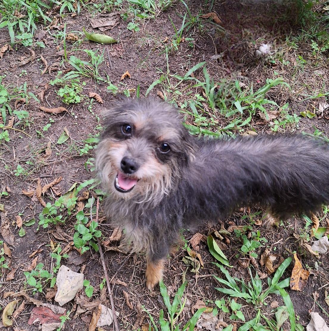 Kizik OR13942-Thw, Adoptable, Adult Female Yorkshire Terrier & Schnauzer.