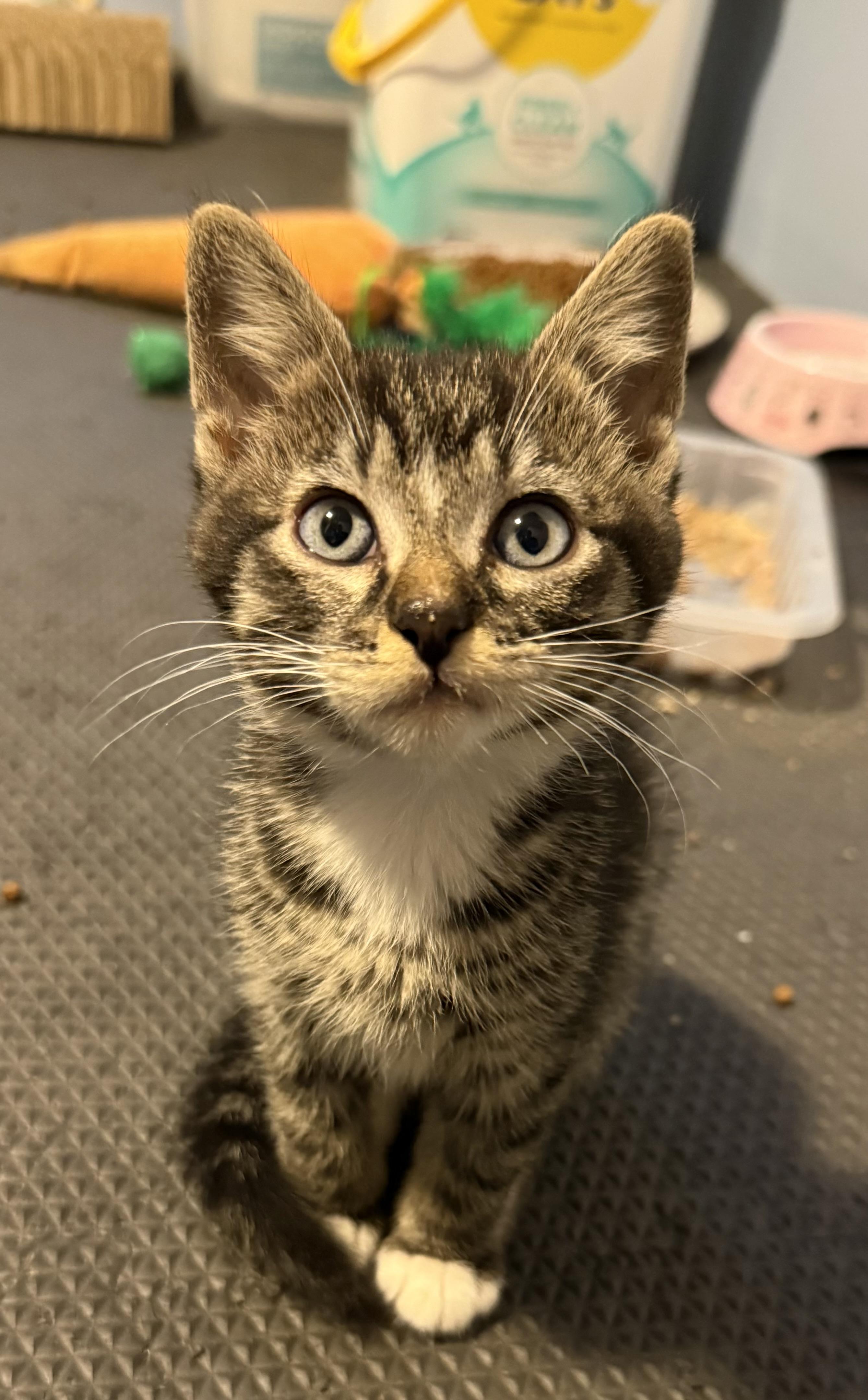 Enlarge Roosevelt, a ADOPTABLE mixed breed in Omaha, NE image 3/4