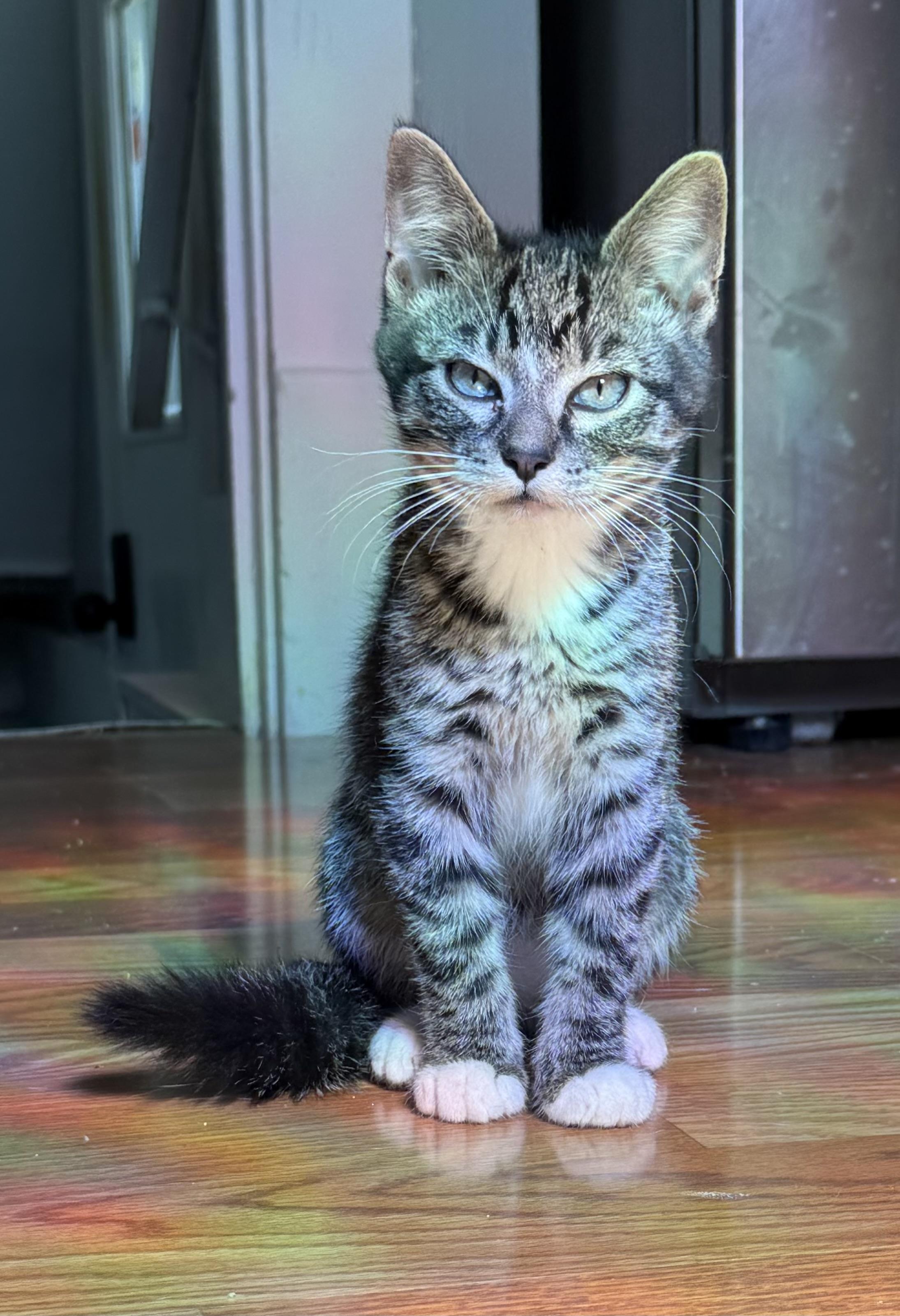 Roosevelt, ADOPTABLE, Kitten Male Domestic Short Hair & Tabby.