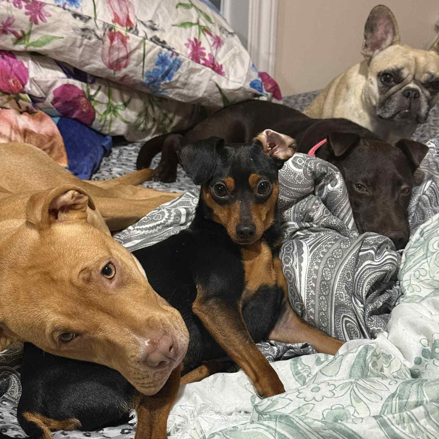 Monroe, a Adoptable Miniature Pinscher in Scarborough, ON image 4/6