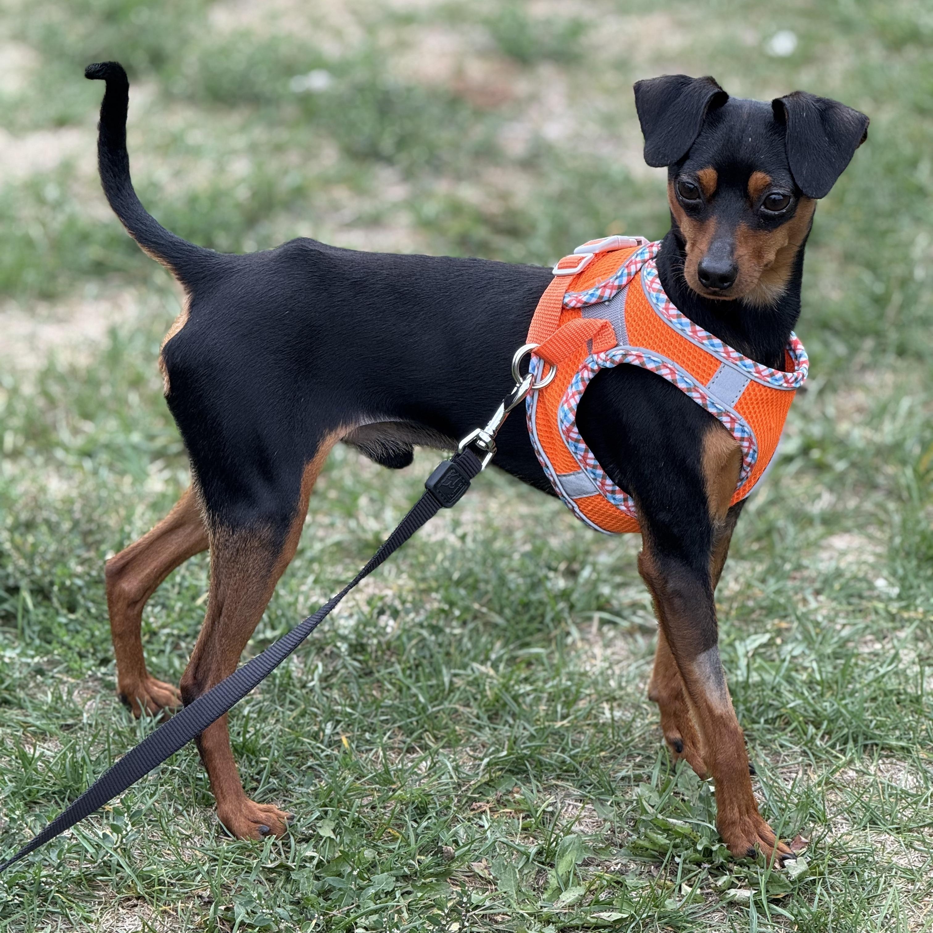 Monroe, Adoptable, Adult Male Miniature Pinscher.