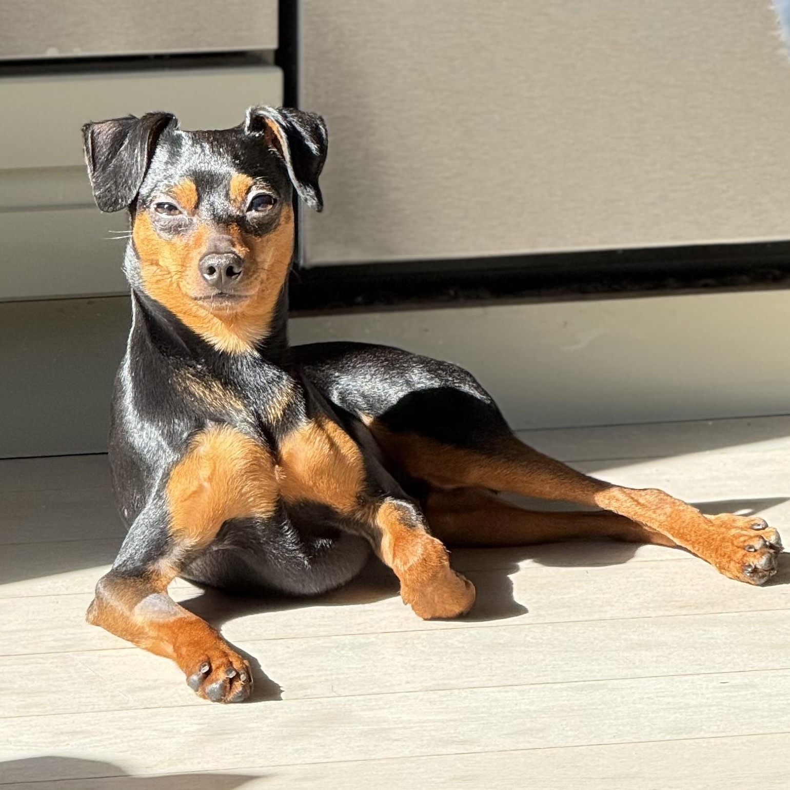 Monroe, a Adoptable Miniature Pinscher in Scarborough, ON image 3/6