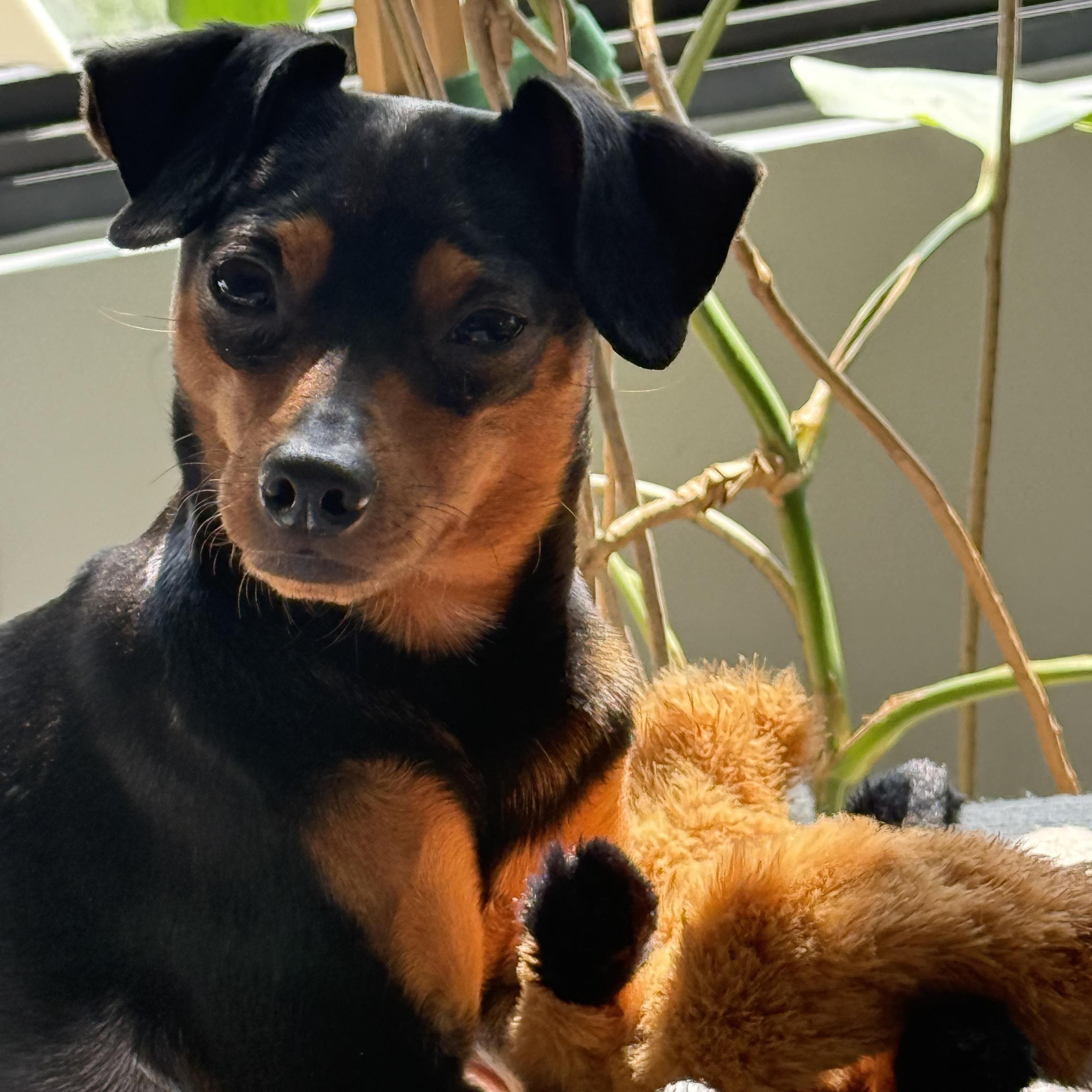 Monroe, a Adoptable Miniature Pinscher in Scarborough, ON image 2/6