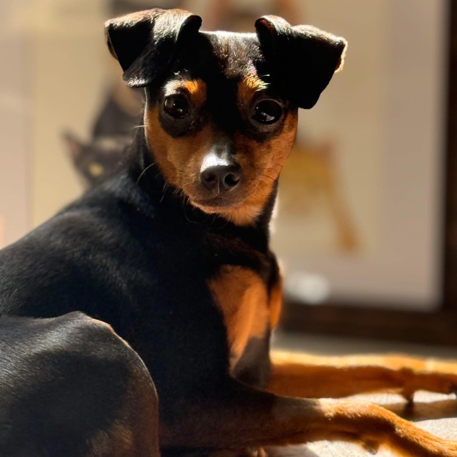 Monroe, a Adoptable Miniature Pinscher in Scarborough, ON image 5/6