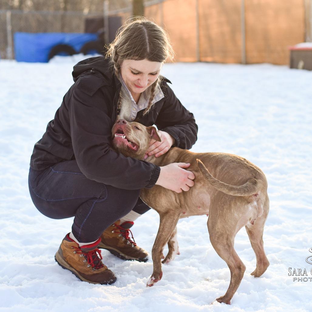 Enlarge Gwen, a Adoptable Mixed Breed in Grand Rapids, MI image 2/6