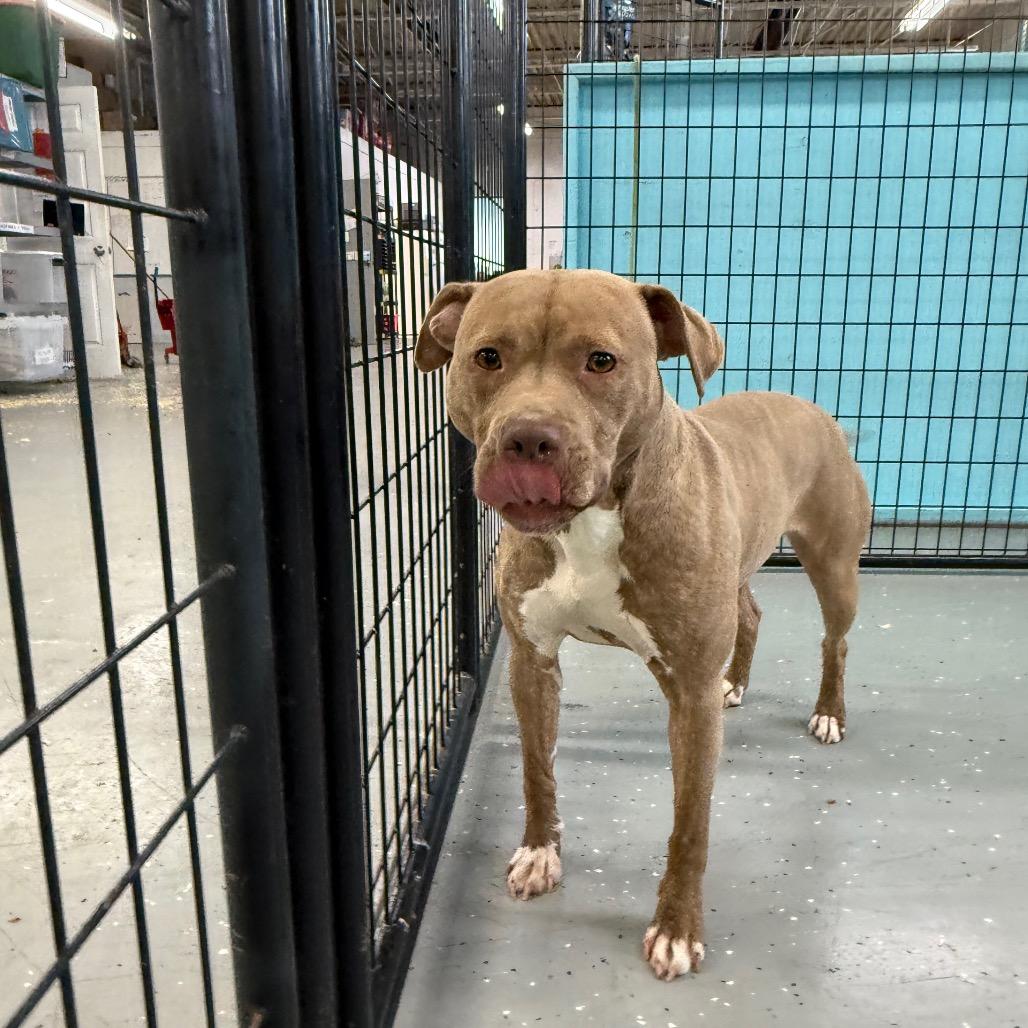 Enlarge Gwen, a Adoptable Mixed Breed in Grand Rapids, MI image 3/6