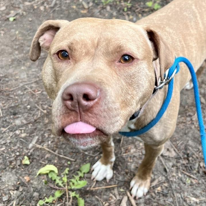 Enlarge Gwen, a Adoptable Mixed Breed in Grand Rapids, MI image 4/6