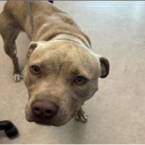 Enlarge Gwen, a Adoptable Mixed Breed in Grand Rapids, MI image 4/6