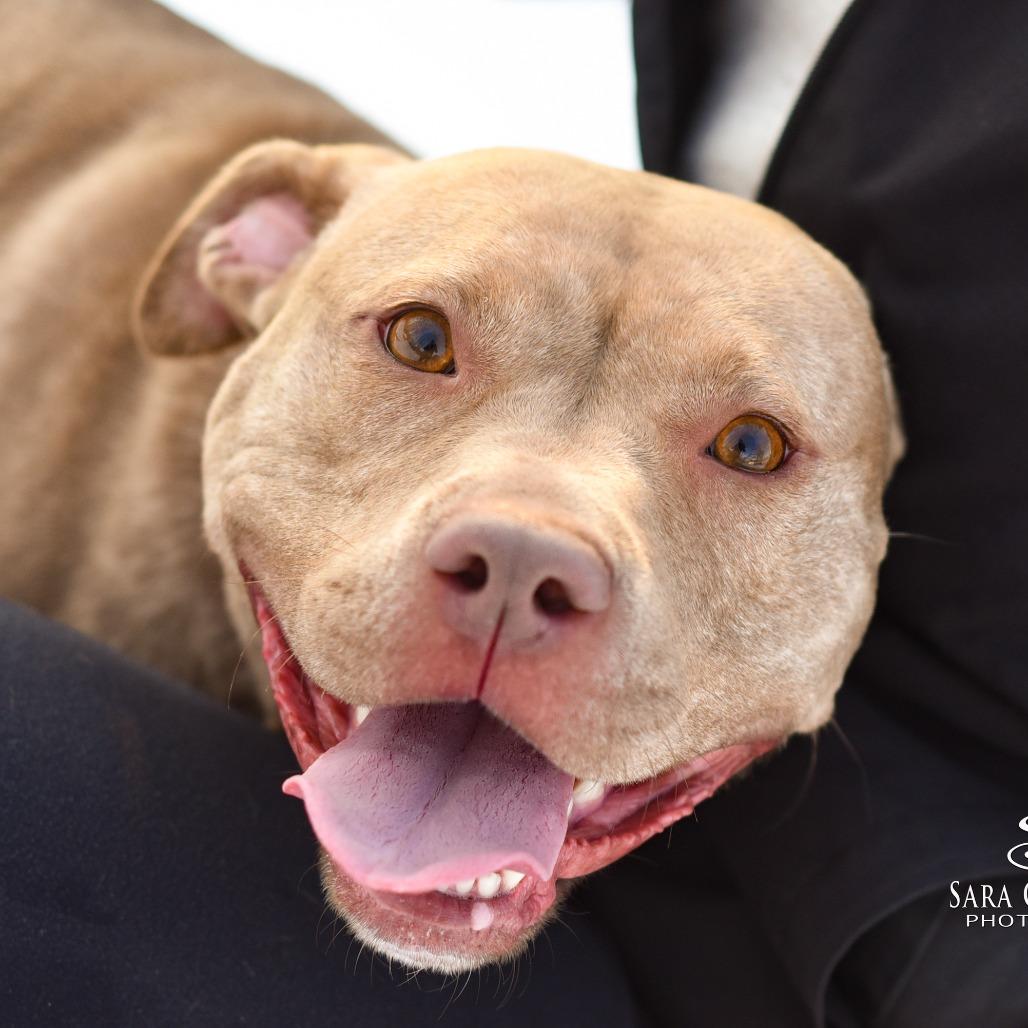 Enlarge Gwen, a Adoptable Mixed Breed in Grand Rapids, MI image 5/6