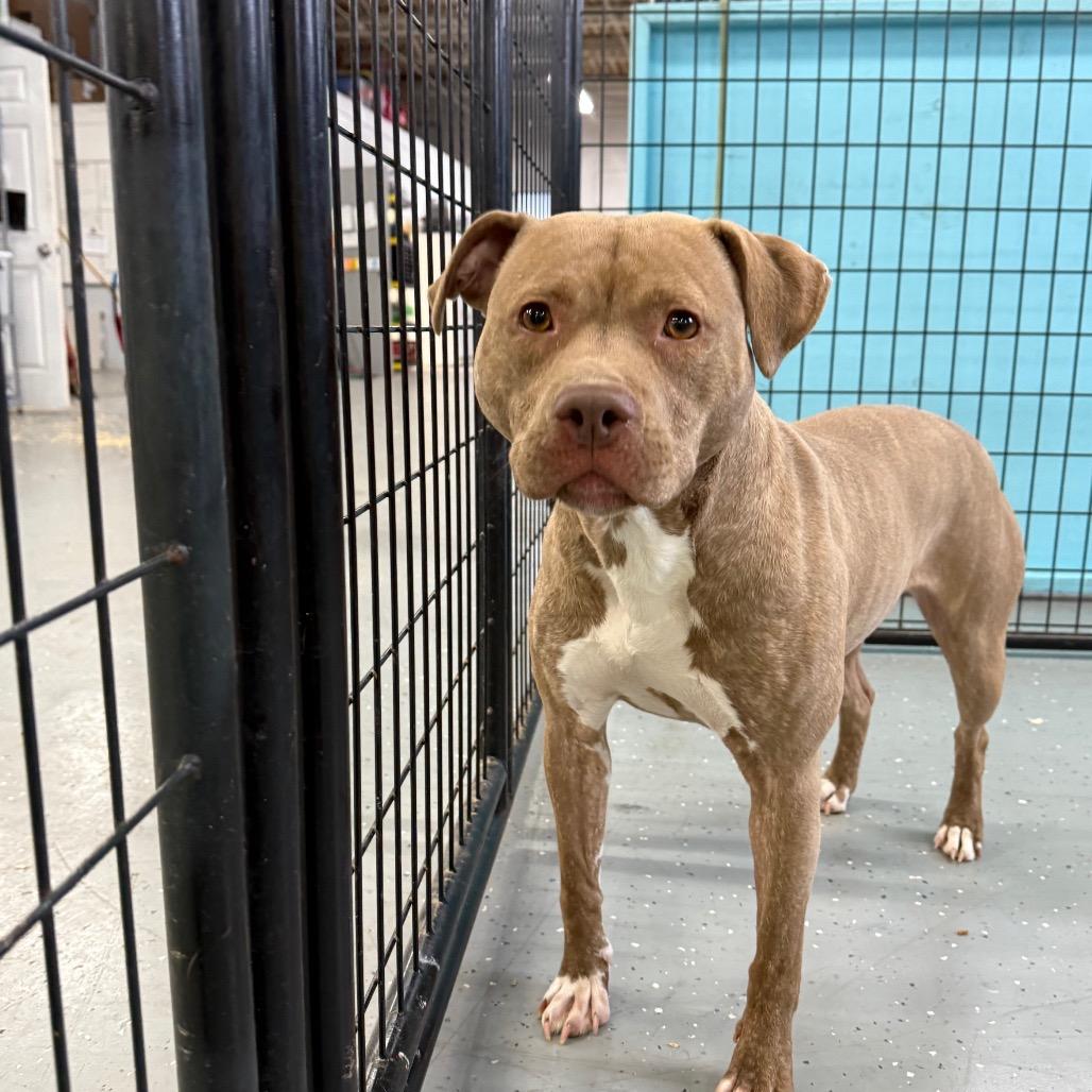 Enlarge Gwen, a Adoptable Mixed Breed in Grand Rapids, MI image 6/6