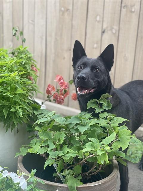 EMILY, Adoptable, Adult Female Belgian Shepherd / Malinois & Mixed Breed.