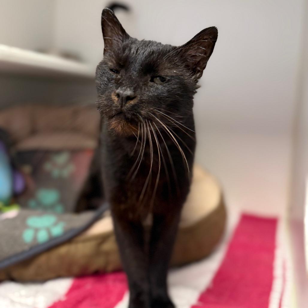 Pickle, Adoptable, Senior Male Domestic Short Hair.
