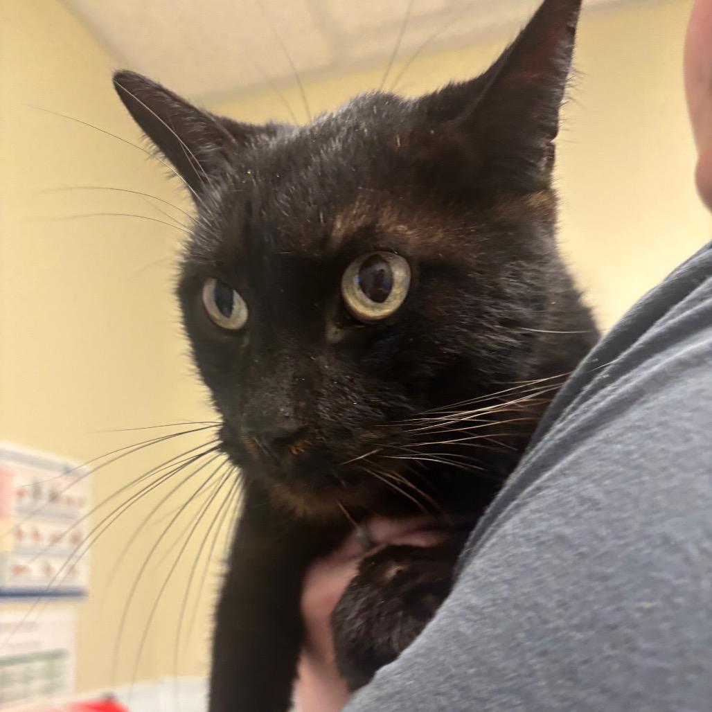 Enlarge Pickle, a Adoptable Domestic Short Hair in Tulsa, OK image 2/3