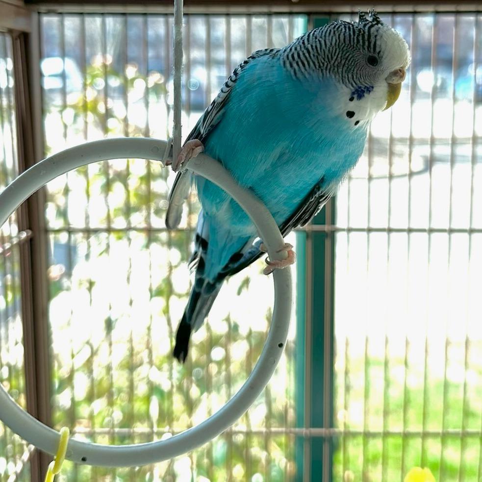 Merlin with Archie-in foster- 50% off, Adoptable, Adult Female Parakeet (Other).